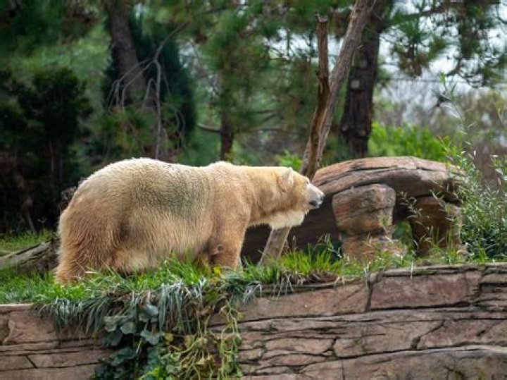 How many Grolar bears are there?