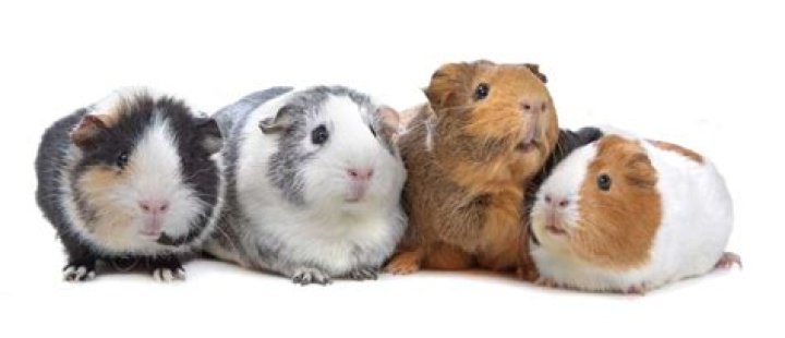 How many guinea pigs are in a herd?