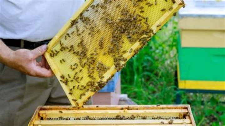 How many hives can one person manage?