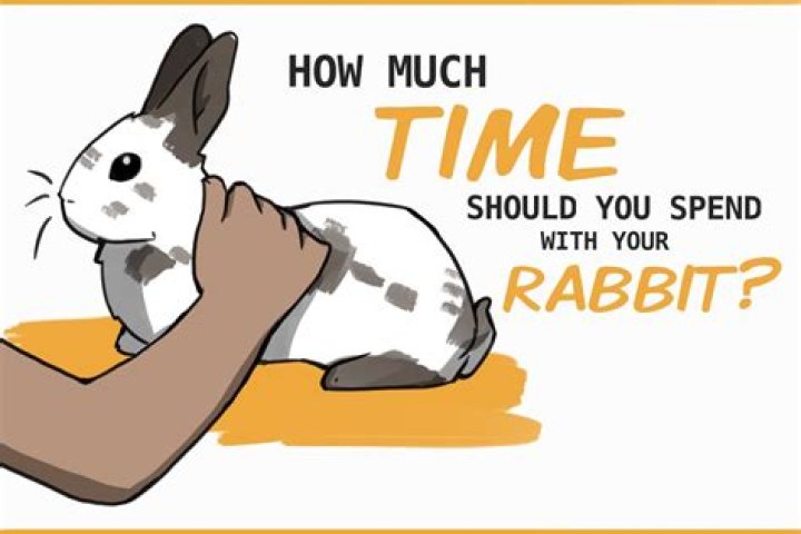 How many hours a day should you spend with your rabbit?