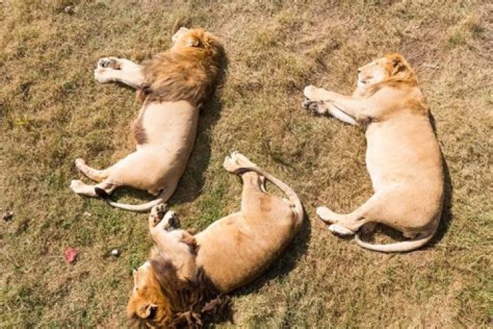 How many hours do lions sleep?
