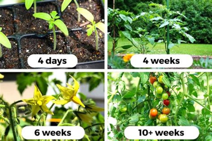 How many Litres of compost does a tomato plant need?