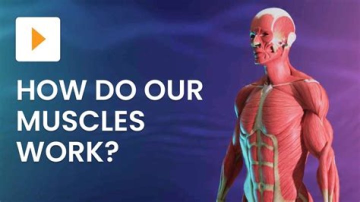 How many muscles does it take to stick your tongue out?