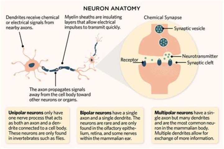 How many neuronal connections are in the brain?