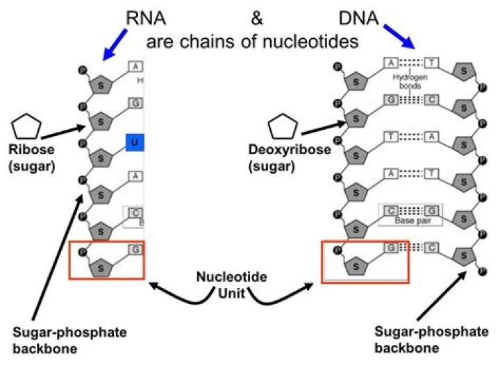 How many nucleotides are in a gene?