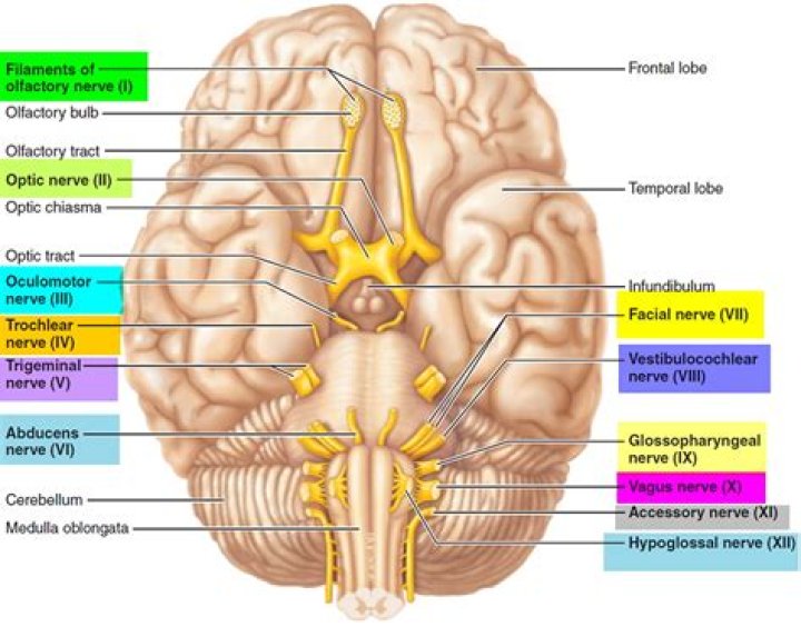 How many of the pairs cranial nerves originate from the brain stem?