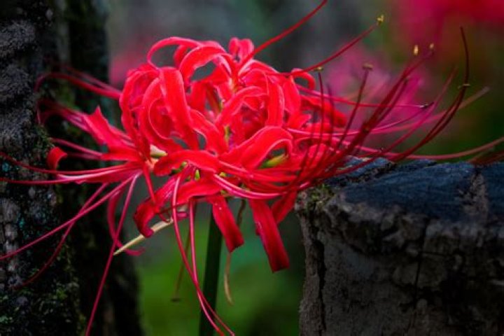 How many petals does the flower of the dead have?