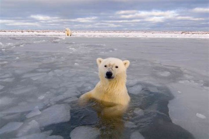 How many polar bears are on the ice hole?