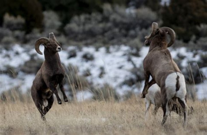 How many preference points do I need in Wyoming?