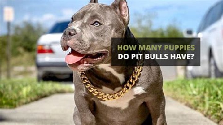 How many puppies do pitbulls have on first litter?