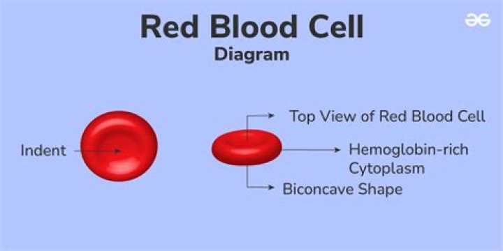 How many red blood cells are made per day?