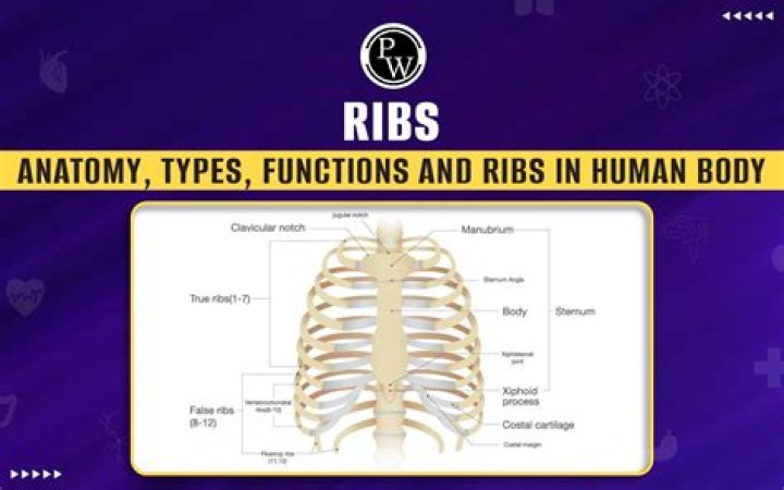 How many ribs do humans need to survive?