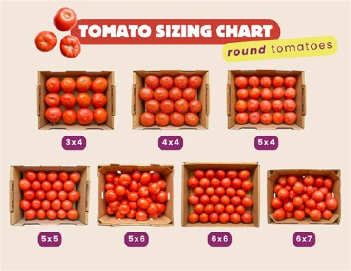How many Roma tomatoes in 14.5 oz can?
