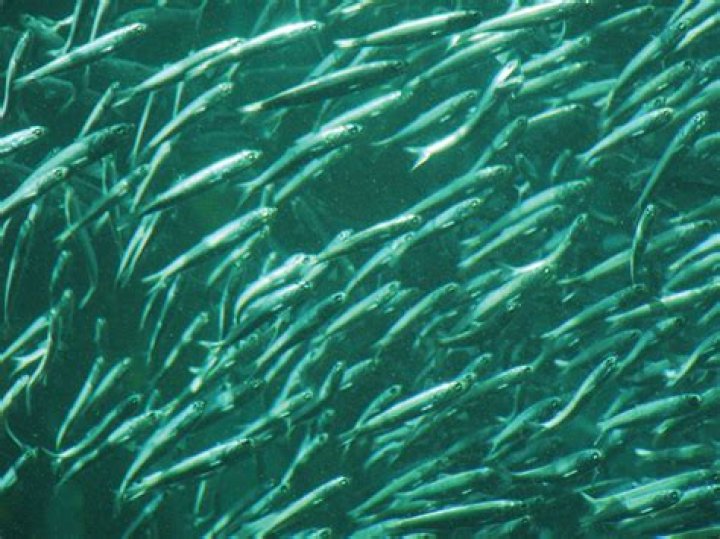 How many sardines are in a school?