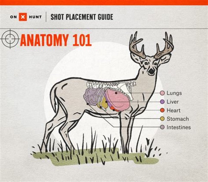 How many shells can you hunt deer with?