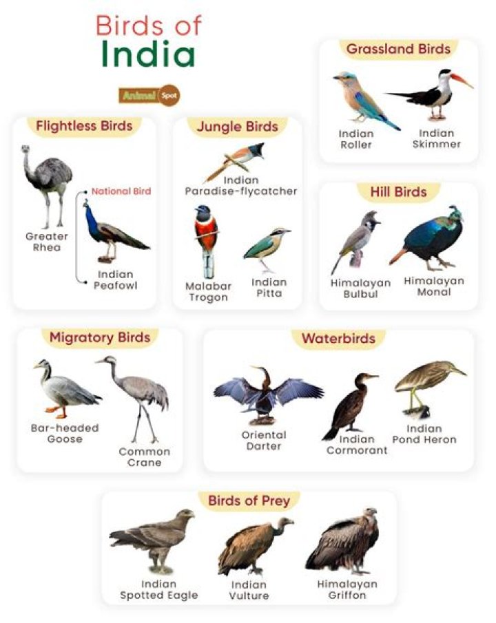 How many species of birds are found in India?