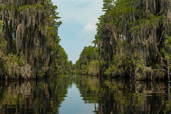 How many swamps are in Georgia?