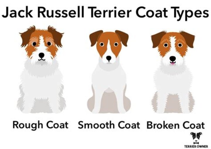 How many teeth do Jack Russells have?