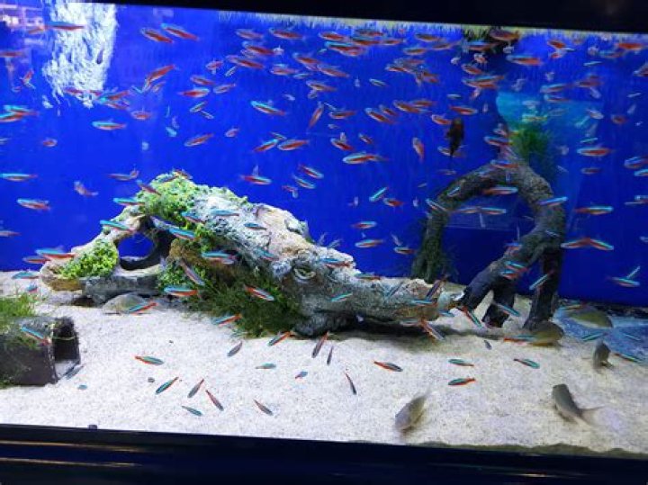 How many tetras can I put in a 75 gallon tank?