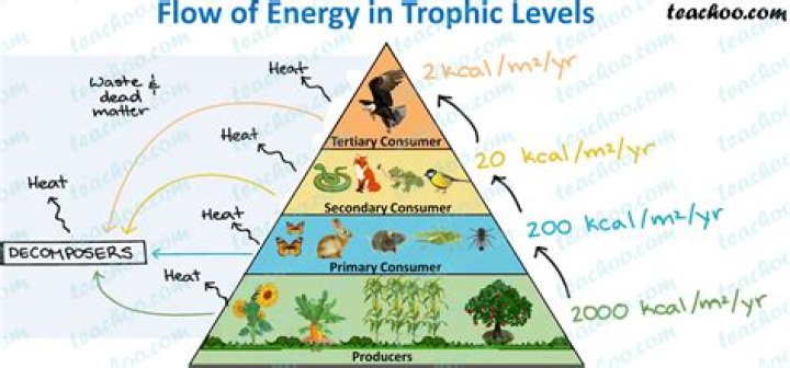 How many trophic levels are possible in the energy flow in an ecosystem?