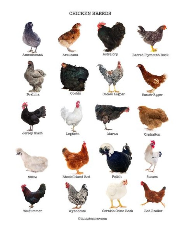 How many types of broiler do we have?