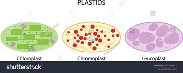 How many types of Leucoplast are there?