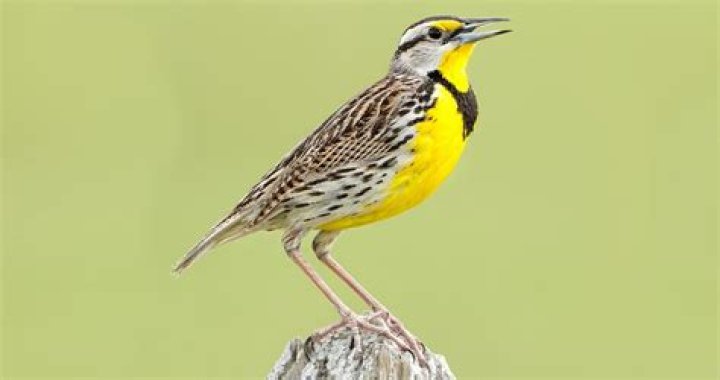 How many types of meadowlarks are there?