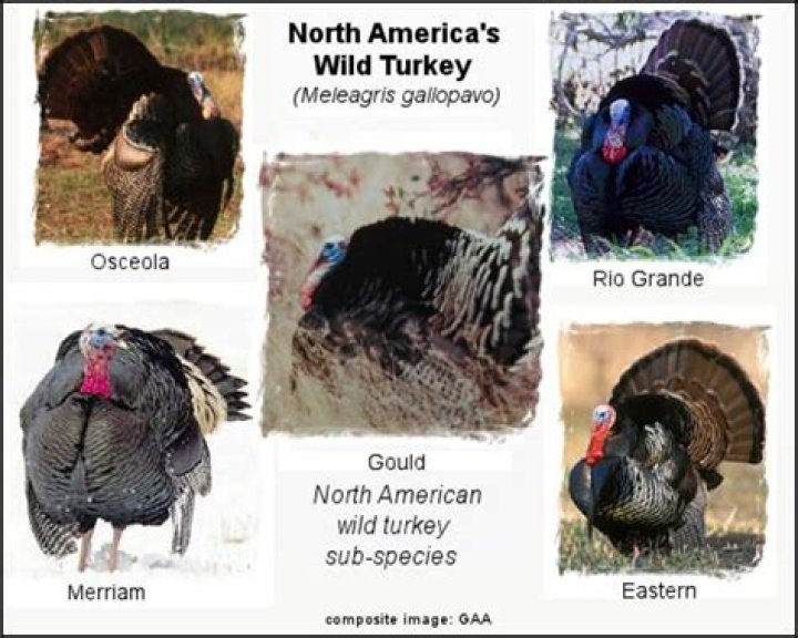 How many types of turkeys are in North America?