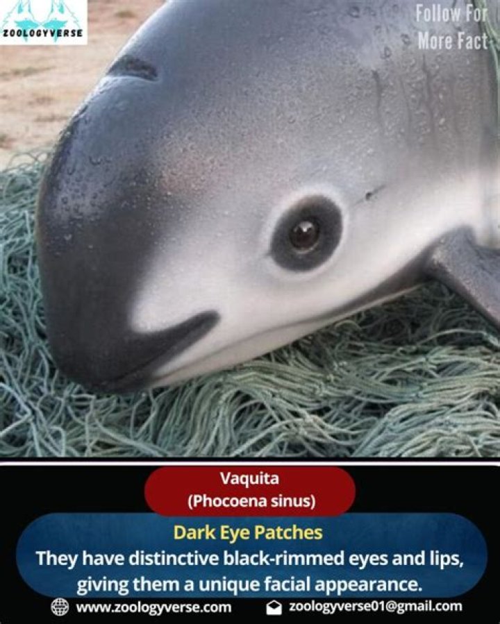 How many vaquita are left in the world?