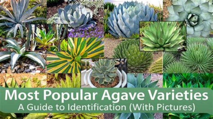 How many varieties of agave are there?