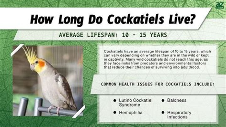 How many years does a cockatiel live?