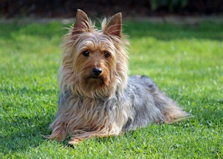 How much are Australian silky terrier?