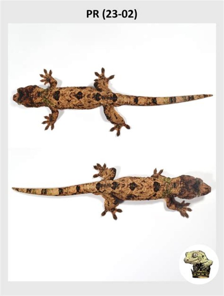 How much are Chahoua geckos?