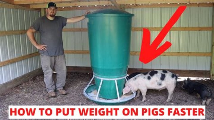 How much are feeder pigs going for?