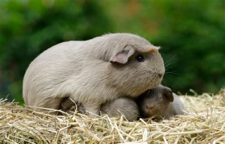 How much babies does a guinea pig have at once?