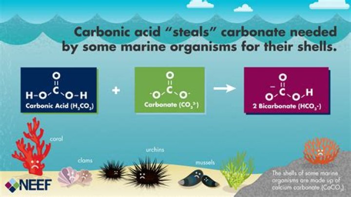 How much calcium carbonate is in a seashell?