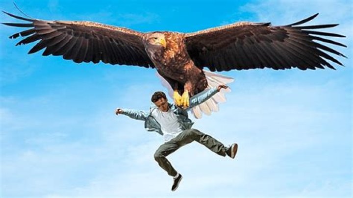How much can a bird lift?