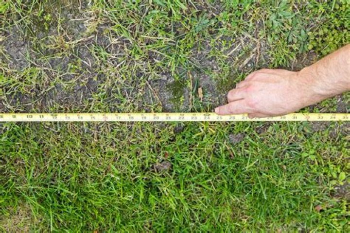 How much compost do I need for grass seed?