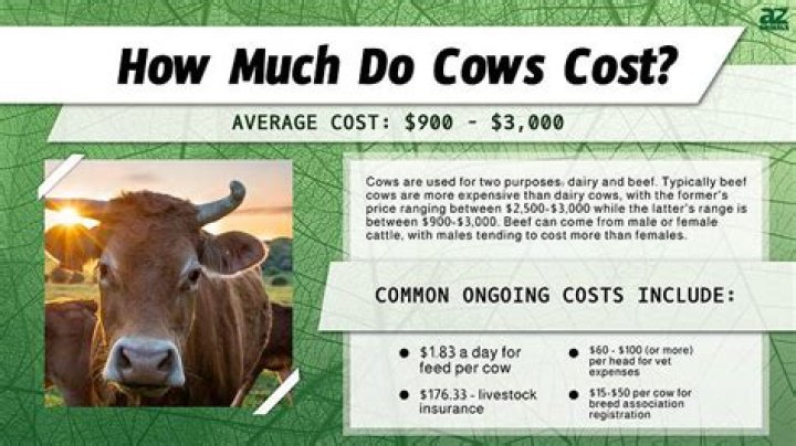 How much did a cow cost in 1960?