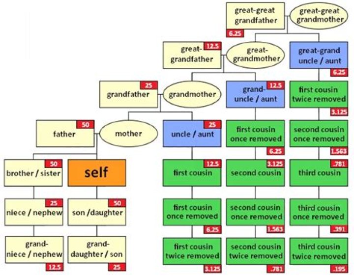 How much DNA do you get from your mother?