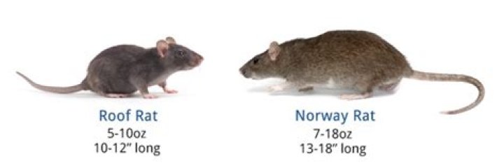 How much do baby rats weigh?