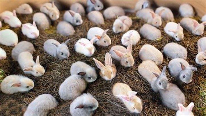 How much do rabbit farmers make?