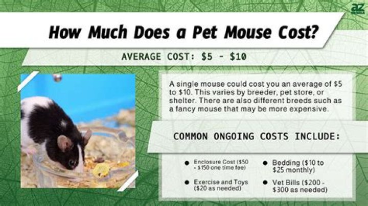 How much does a pinky mouse cost?