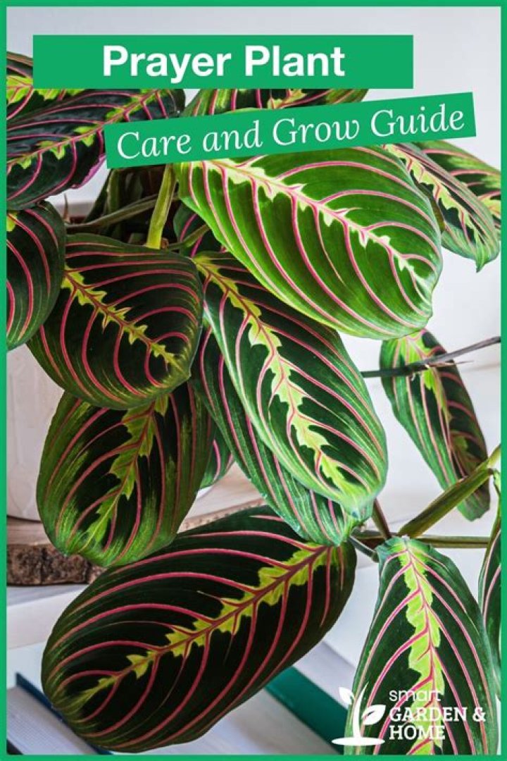 How much does a prayer plant cost?
