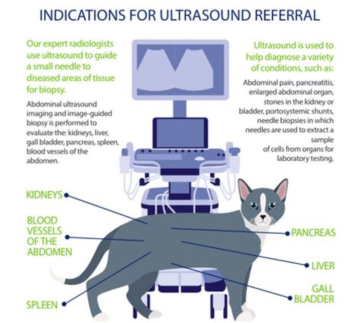 How much does a ultrasound cost for a dog?