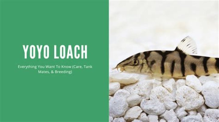 How much does a yoyo loach cost?