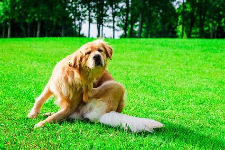 How much does deworming a dog cost?
