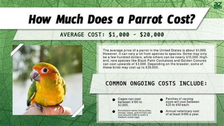 How much does it cost to adopt a rhino?