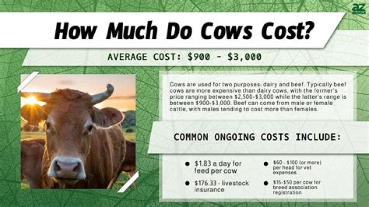 How much does it cost to buy a grave?