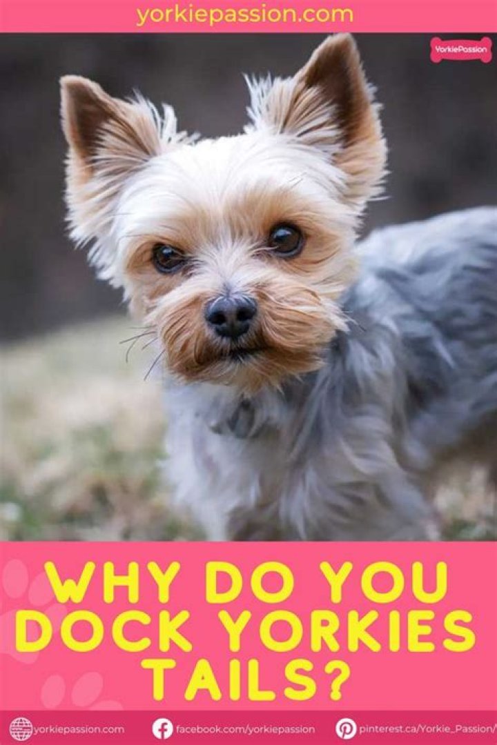 How much does it cost to dock a Yorkies tail?